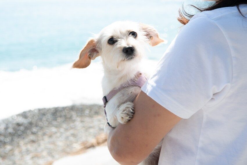 【愛犬と一緒に海辺でワーケーション】瀬会公園キャンプ場が”わん！ケーションプラン”を開始