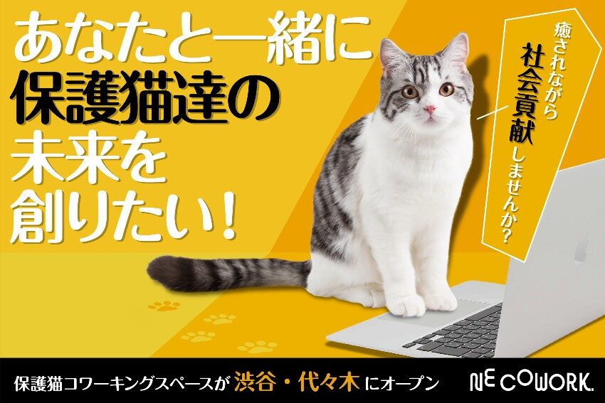 【渋谷区にオープン】保護猫活動をもっと身近に、持続可能にしていく為に。保護猫をみまもるコワーキングスペース「NE COWORK.」クラウドファンディングを開始。